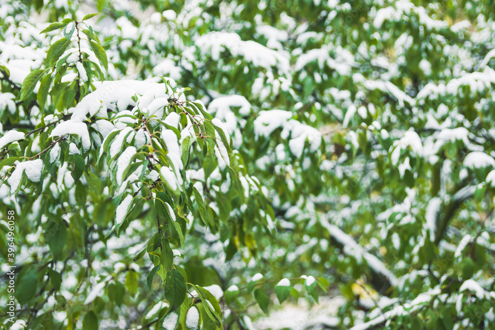 The first snow in November lies on green leaves. Late autumn and snow