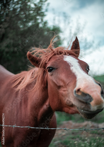 portrait of a horse  shakes off