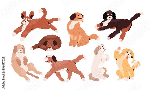 Set of cute playful Goldendoodles and Labradoodles. Golden, tan and white cur...