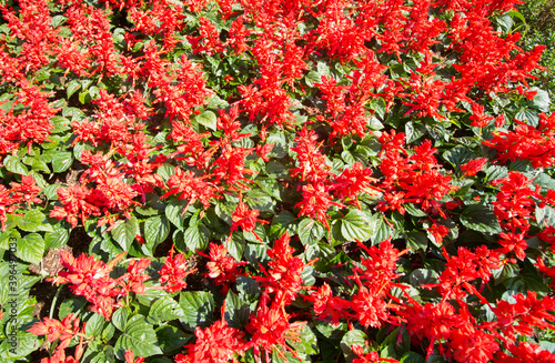 Red flowers background