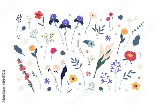 Botanical collection of various blooming flowers and green branches with leaves. Floral design elements of peonies, anemones, irises, feces, chrysanthemum, quince. Flat vector isolated illustrations
