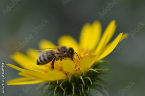Bee on a yellow flower, close up, spiky flower, bee pollinating a plant