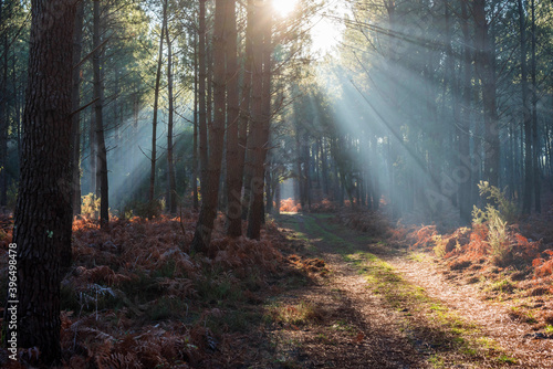 beautiful rays of the sun passing through the forest