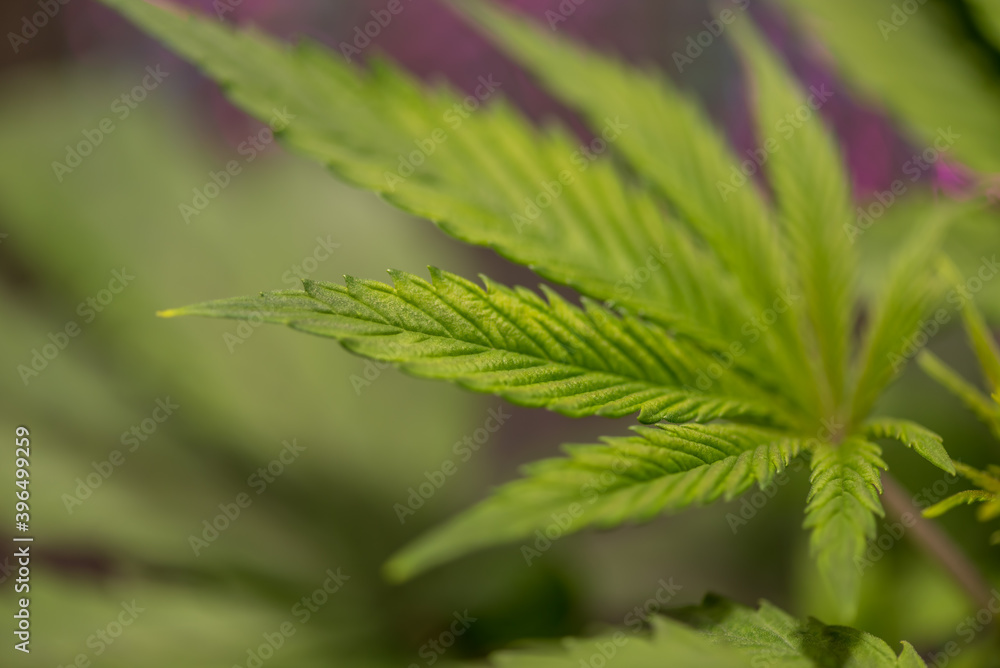 Closeup of Cannabis female plant in flowering phase Closeup of Cannabis female plant in flowering phase