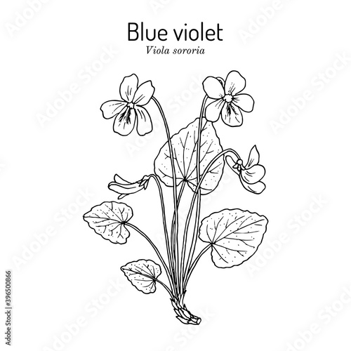 Blue violet Viola sororia , medicinal plant