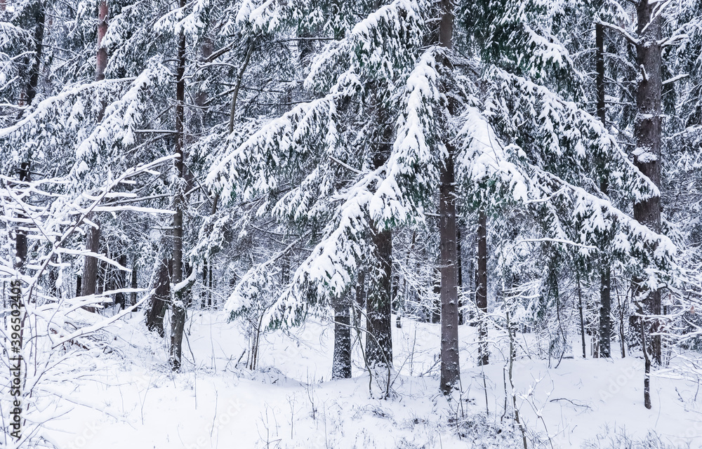 custom made wallpaper toronto digitalBeautiful snowy winter forest. Snow-white road with a ski track. Snow covered trees and bushes
