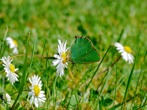 green butterfly on a camomile