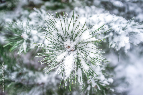 Pine branch in the snow, close up