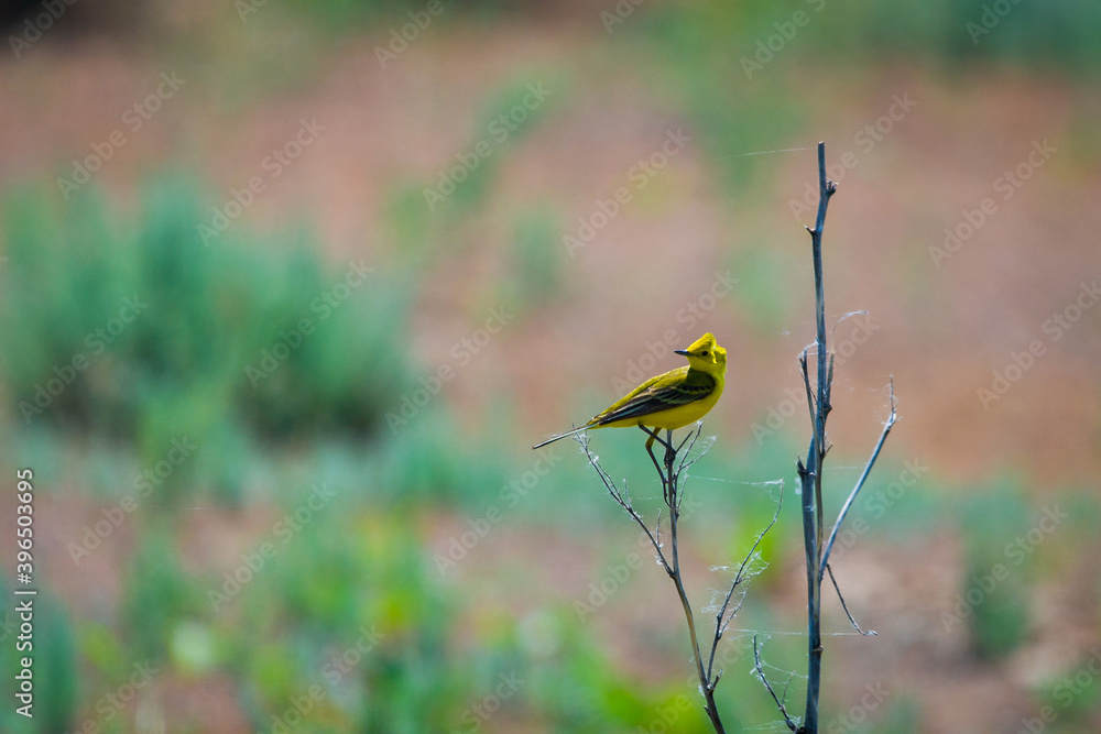 Citrine Wagtail or Motacilla citreola on branch Citrine Wagtail or Motacilla citreola on branch