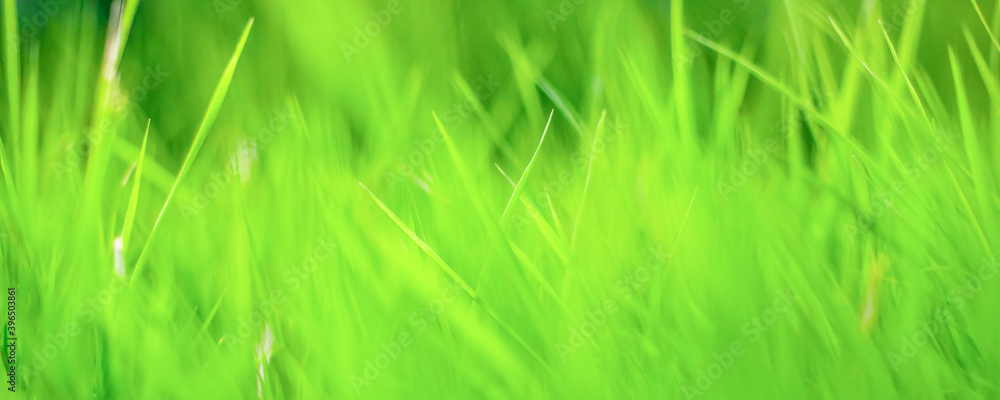 green grass background, texture, soft focus green grass background, texture, soft focus