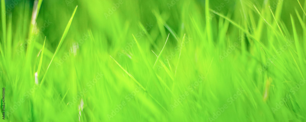 green grass background, texture, soft focus