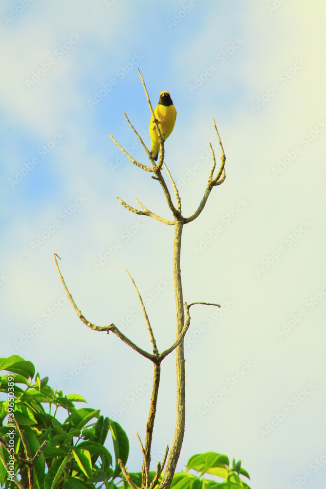 hermoso pájaro luis gordicuello amarillo con negro en el árbol y el cielo azul de fondo hermoso pájaro luis gordicuello amarillo con negro en el árbol y el cielo azul de fondo