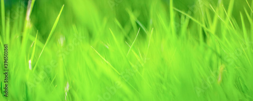 green grass background, texture, soft focus