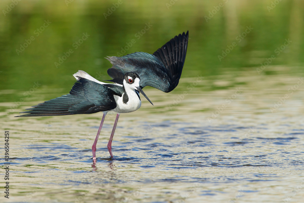 Black-necked Stilt, Himantopus mexicanus