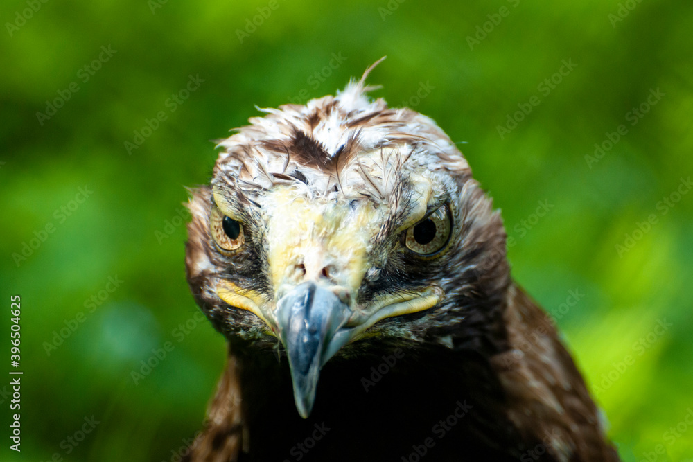 Bird of prey view. Curved beak. Close-up. Bird of prey view. Curved beak. Close-up.