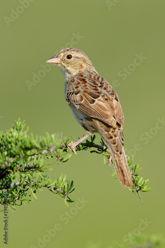 Cassin's Sparrow, Peucaea cassinii