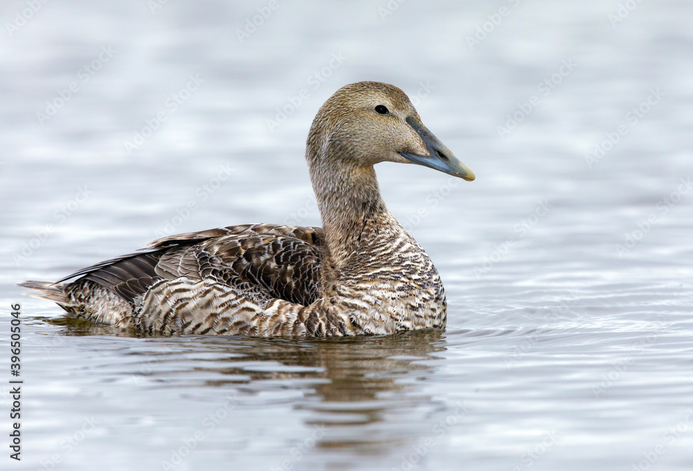 American Eider, Somateria mollissima American Eider, Somateria mollissima
