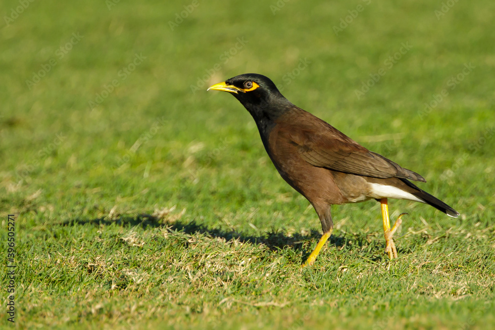 Common Myna, Acridotheres tristis Common Myna, Acridotheres tristis