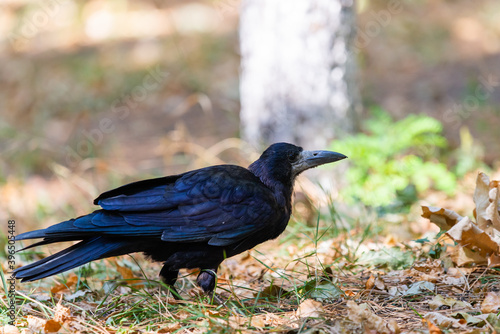 Rook bird or Corvus frugilegus on a ground