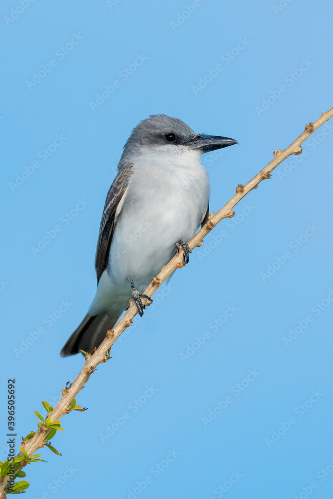 Gray Kingbird, Tyrannus dominicensis