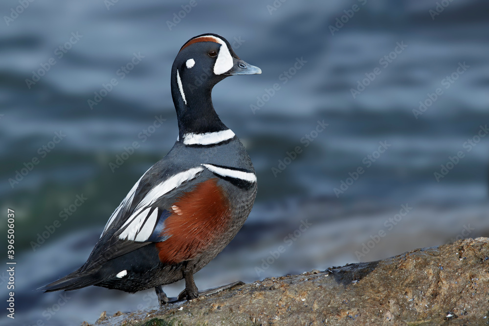 Harlequin Duck, Histrionicus histrionicus Harlequin Duck, Histrionicus histrionicus