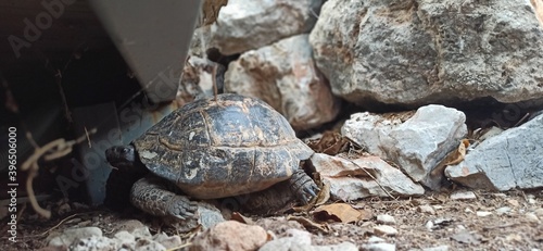 turtle on a rock