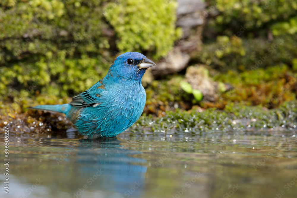 Indigo Bunting, Passerina cyanea