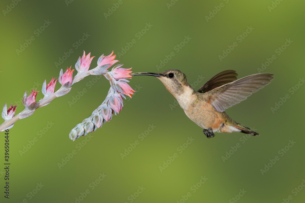 Fototapeta premium Lucifer Hummingbird, Calothorax lucifer