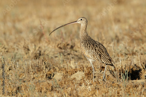 Canvas-taulu Long-billed Curlew, Numenius americanus