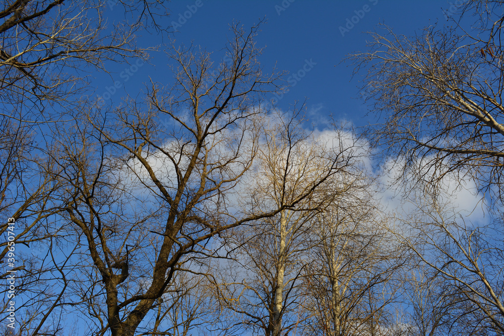 Poplar trees with bare branches on the background of blue sky with white clouds Poplar trees with bare branches on the background of blue sky with white clouds