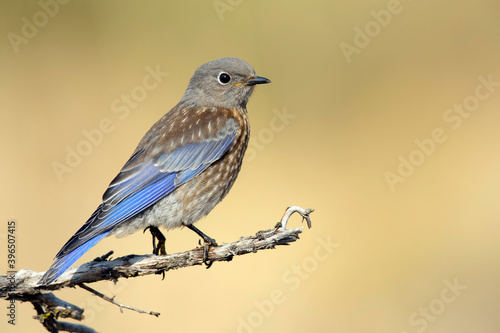 Western Bluebird, Sialia mexicana