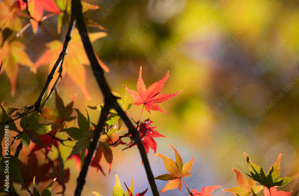 Fototapeta premium 輝く葉