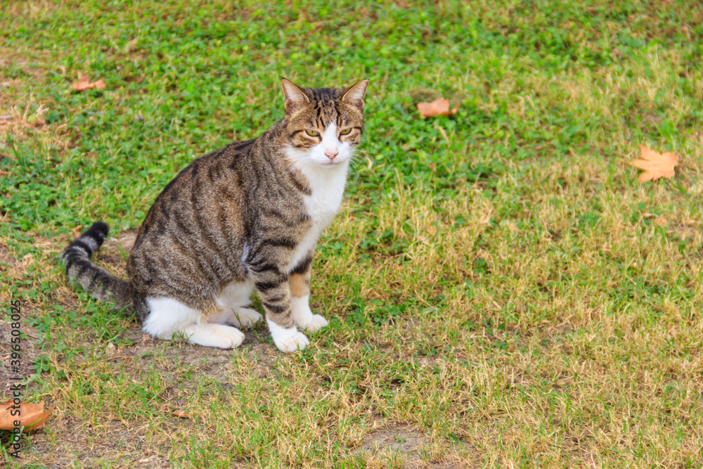 Beautiful tabby cat on a green lawn