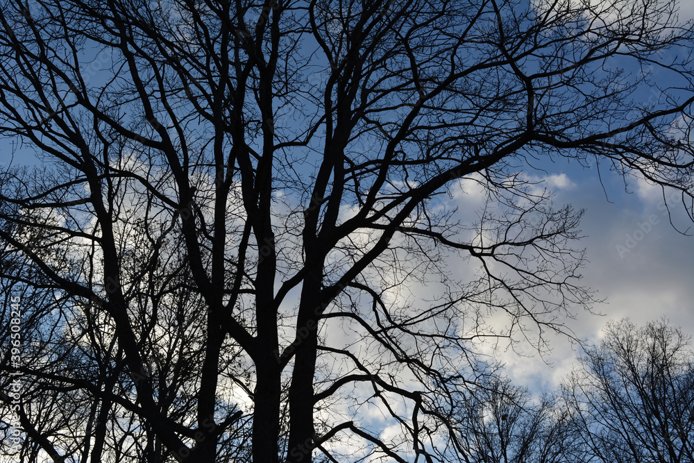 Beautiful black silhouettes of trees on the background of blue sky with clouds. Beautiful black silhouettes of trees on the background of blue sky with clouds.