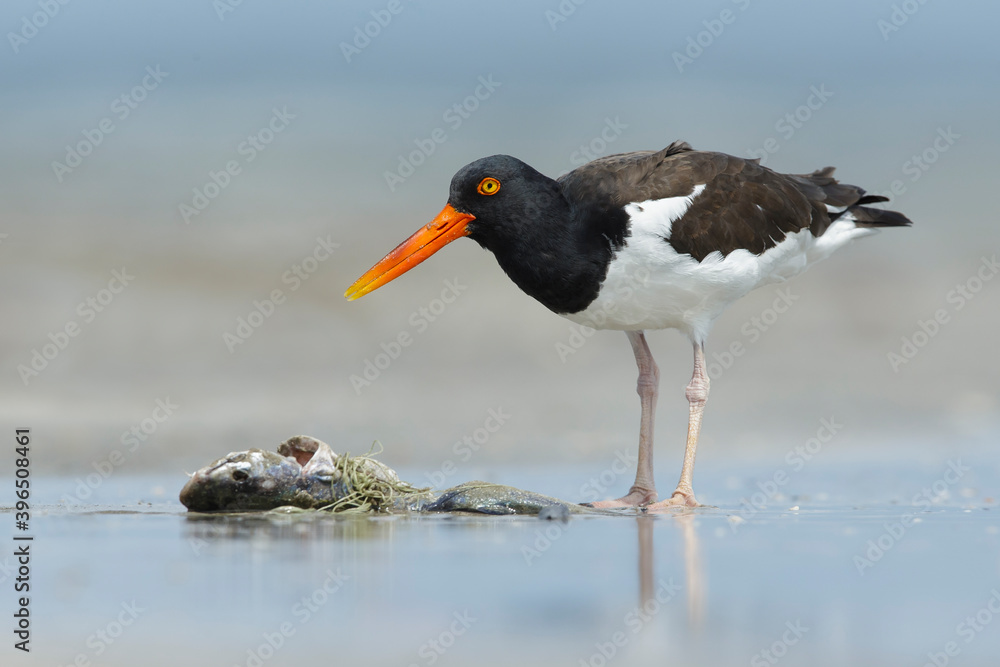 American Oystercatcher, Haematopus palliatus American Oystercatcher, Haematopus palliatus