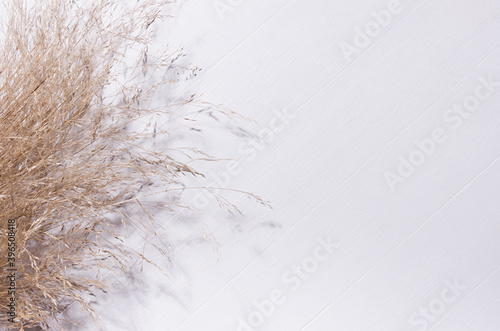 Simple autumn background - sheaf of dry fluffy beige grass on white wooden board, top view, copy space. photo