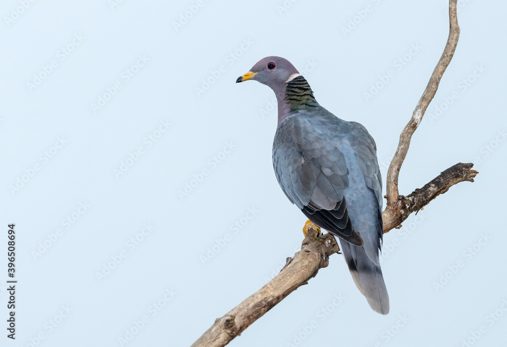 Fototapeta premium Northern Band-tailed Pigeon, Patagioenas fasciata