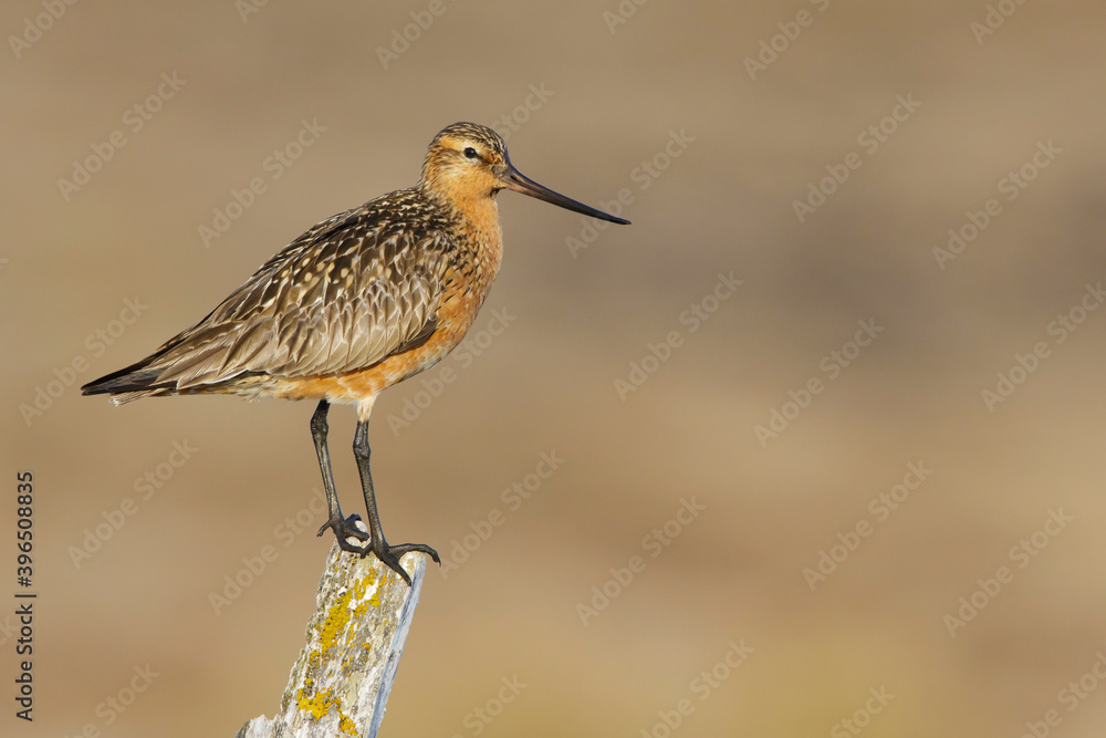 Eastern Bar-tailed Godwit, Limosa lapponica baueri or anadyrensis