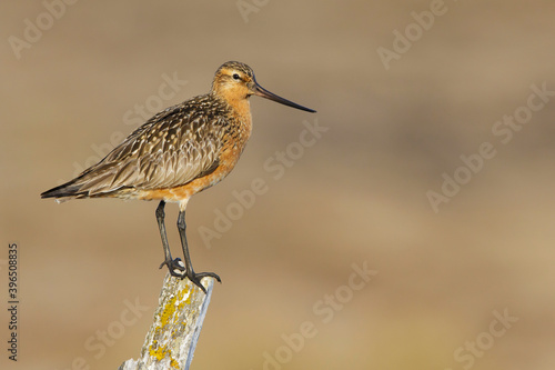 Obraz na płótnie Eastern Bar-tailed Godwit, Limosa lapponica baueri or anadyrensis w salonie