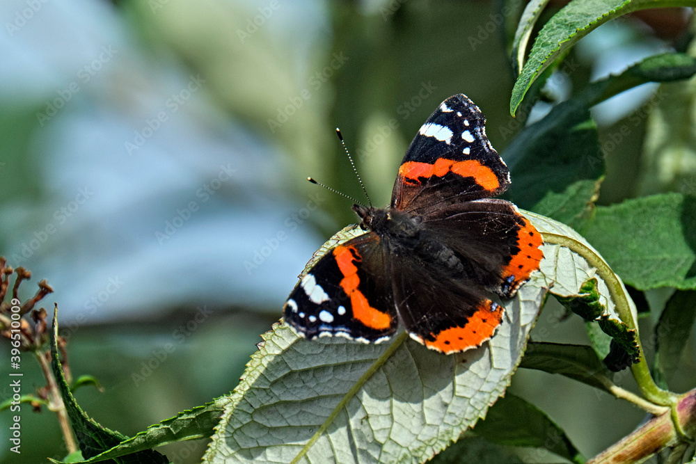 Admiral ( Vanessa atalanta, Syn.: Pyrameis atalanta ). Admiral ( Vanessa atalanta, Syn.: Pyrameis atalanta ).