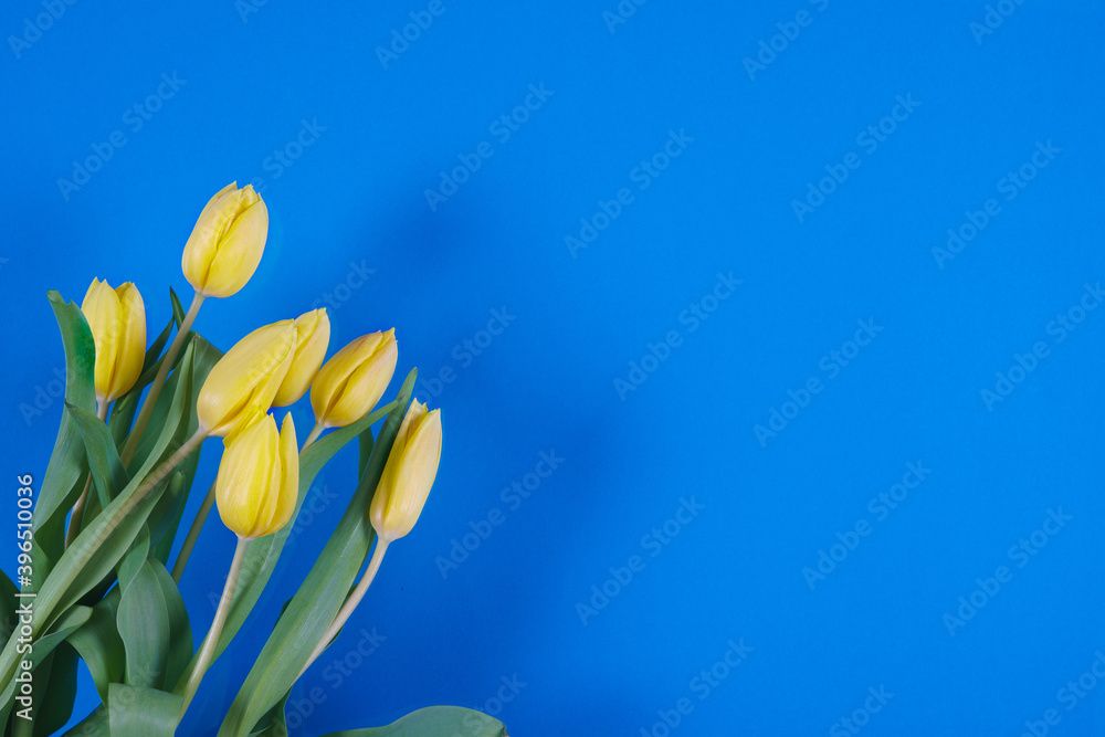 Fototapeta premium Tulips flowers on a background