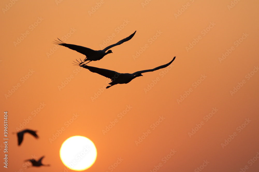 Fototapeta premium Demoiselle Crane, Grus virgo