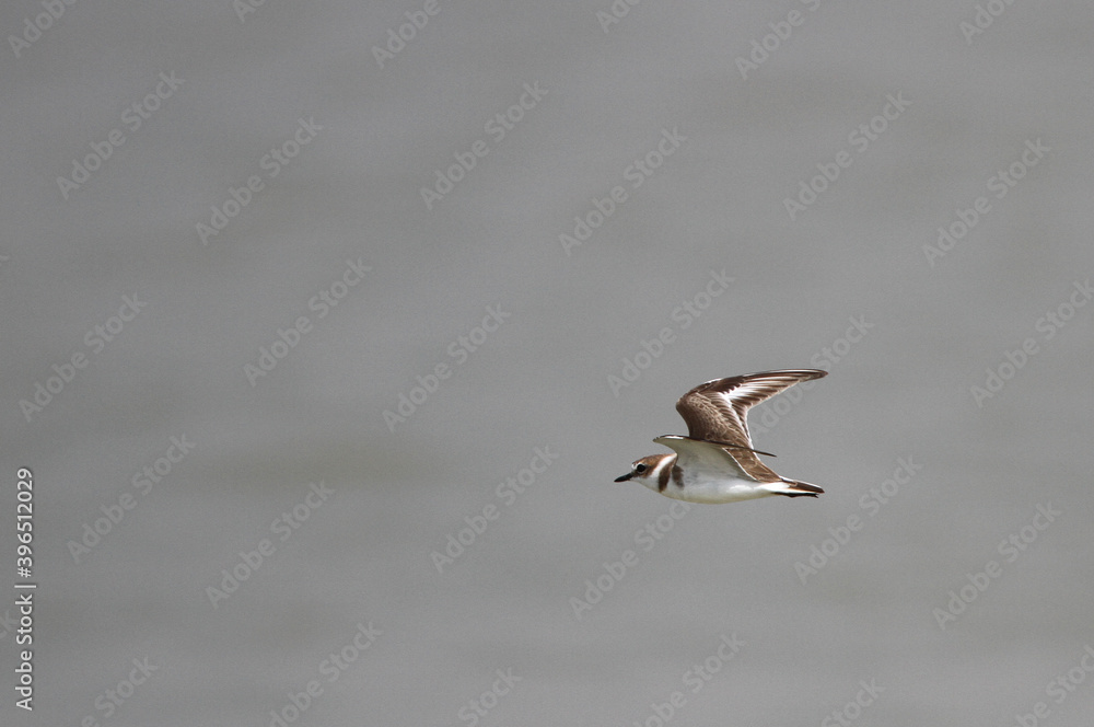 Kentish Plover, Charadrius alexandrinus