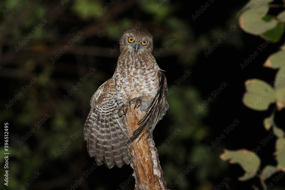 Fototapeta premium Southern Boobook, Ninox boobook ssp. rotiensis