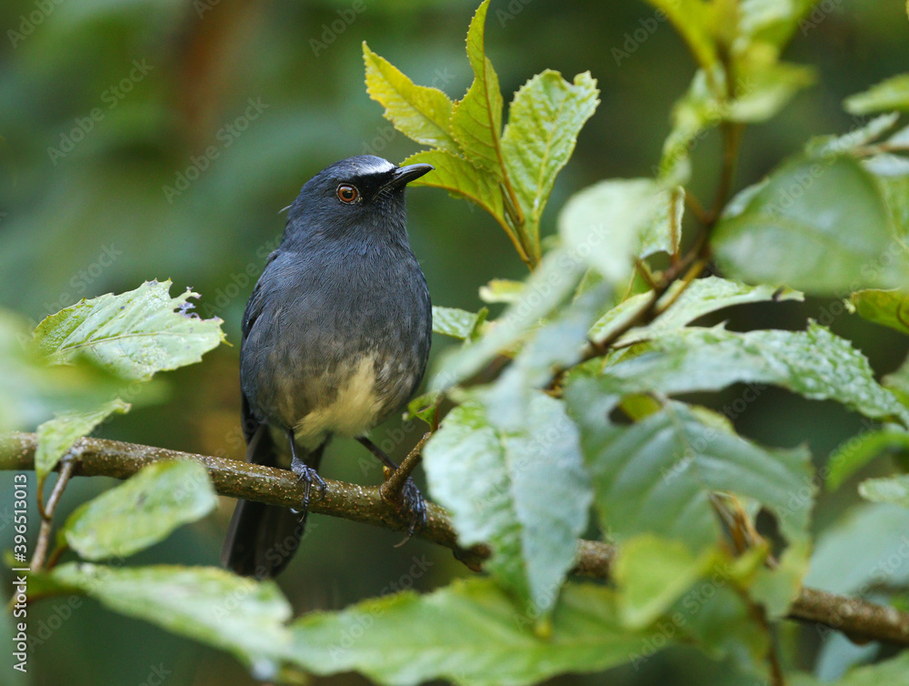 White-bellied Blue Robin, Sholicola albiventris White-bellied Blue Robin, Sholicola albiventris