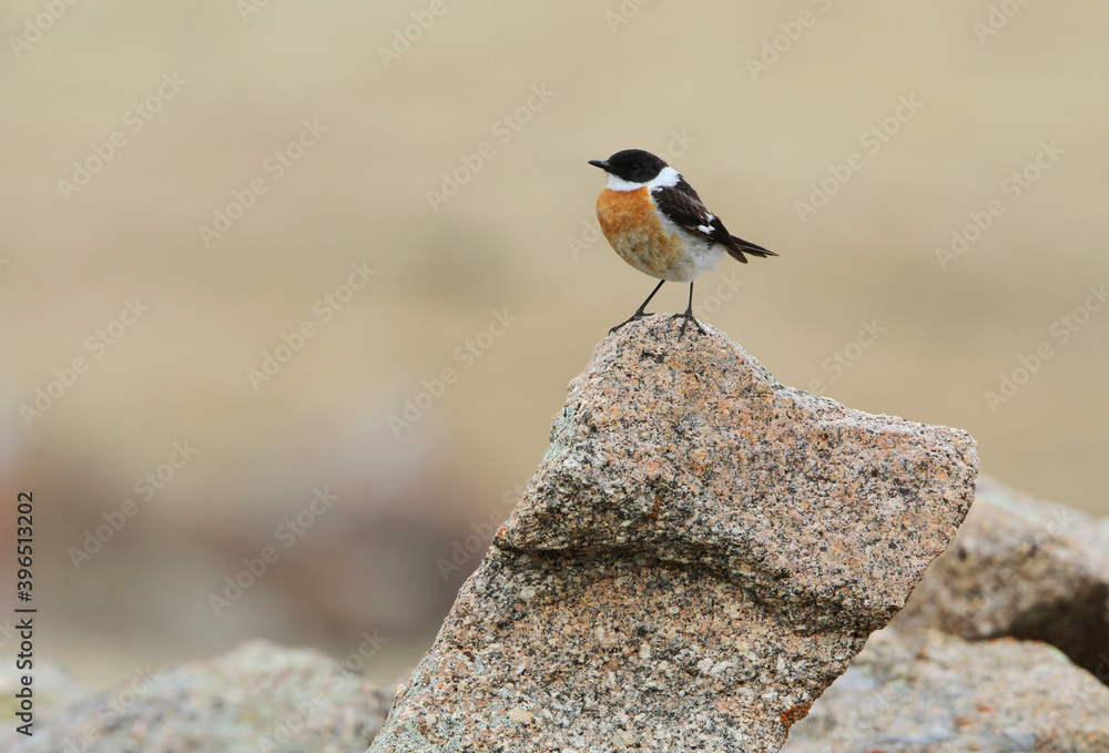 Naklejka premium White-throated Bushchat, Saxicola insignis