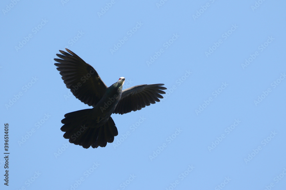 Sula Cuckoo-dove, Turacoena sulaensis Sula Cuckoo-dove, Turacoena sulaensis