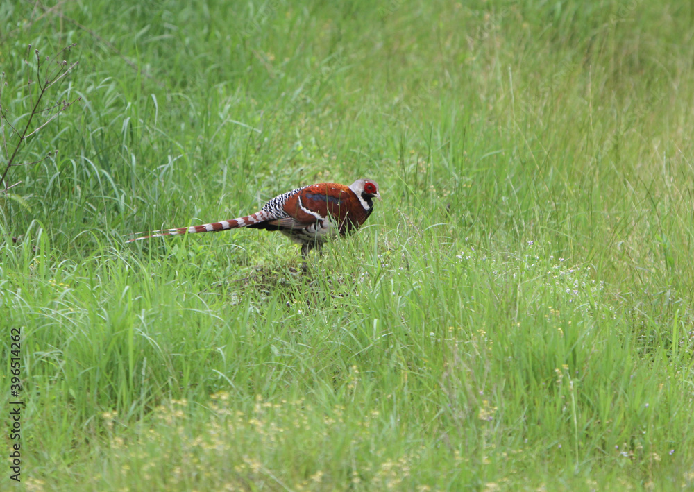 Elliot's pheasant, Syrmaticus ellioti Elliot's pheasant, Syrmaticus ellioti