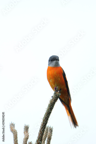 Grey-chinned Minivet, Pericrocotus solaris photo