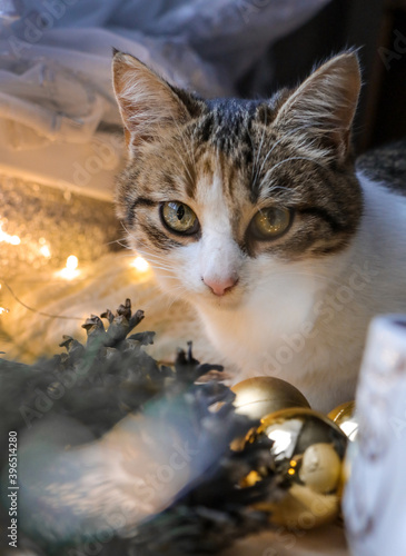 A cat with green eyes looks at the camera. A pet sits on a table among Christmas decorations and spruce. © Olha